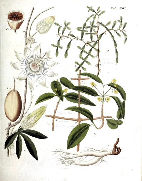 Illustrazione Delle Piante Termini Botanici Iconibus Illustrati 1807 — Foto Stock