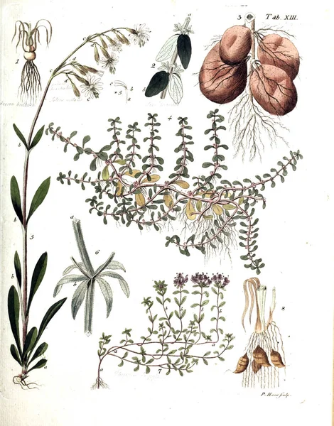 植物のイラスト テルミニ Iconibus による細かい 1807 — ストック写真
