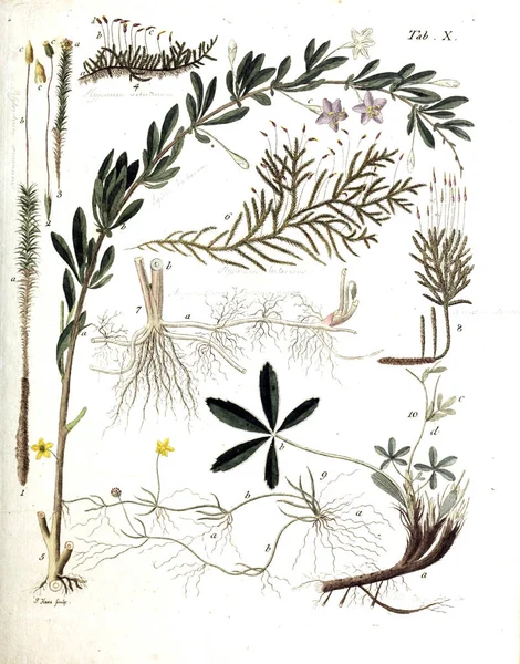 Illustration Plantes Termini Botanici Iconibus Illustrati 1807 — Photo