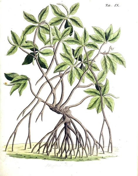 Иллюстрация Растений Termini Botanici Felibus Illustrati 1807 — стоковое фото