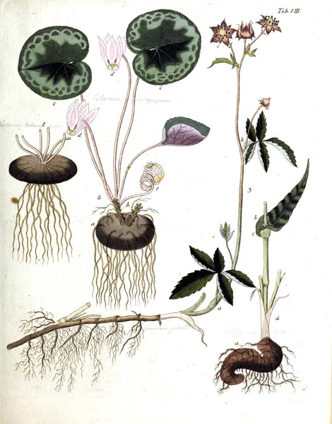 Ilustración Plantas Termini Botanici Iconibus Illustrati 1807 —  Fotos de Stock