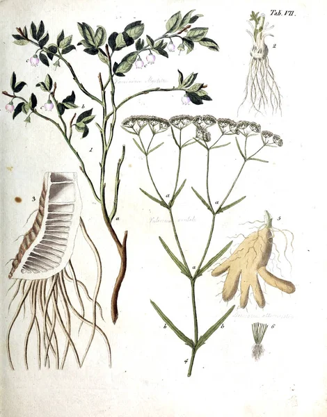 Ілюстрація Рослин Терміні Ботанічний Іконостас Illustrati 1807 — стокове фото