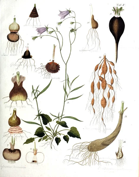 Ábra Növények Termini Botanici Iconibus Illustrati 1807 — Stock Fotó