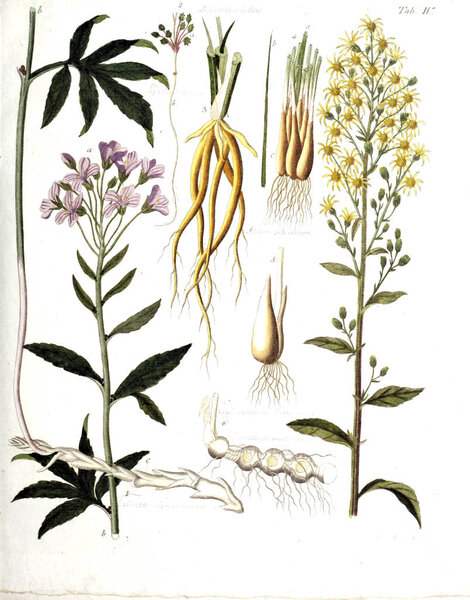 Illustration of plants. Termini botanici iconibus illustrati 1807