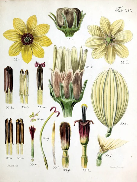 Ilustración Flores Análisis Florum Diversis Plantarum Generibus 1790 —  Fotos de Stock