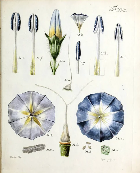 그림입니다 Florum Diversis Plantarum Generibus 1790 — 스톡 사진