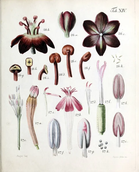 그림입니다 Florum Diversis Plantarum Generibus 1790 — 스톡 사진