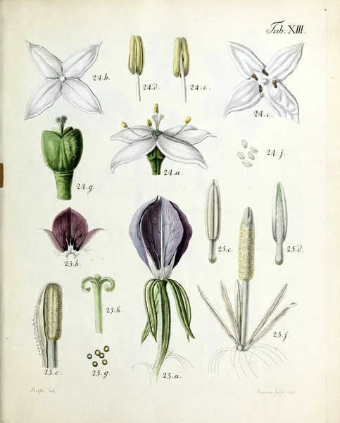 Illustration Blommor Analyser Florum Diversis Plantarum Generibus 1790 — Stockfoto