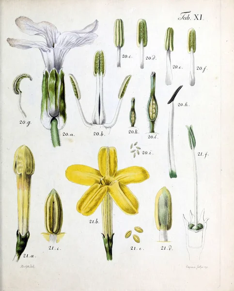 Illustration Blommor Analyser Florum Diversis Plantarum Generibus 1790 — Stockfoto