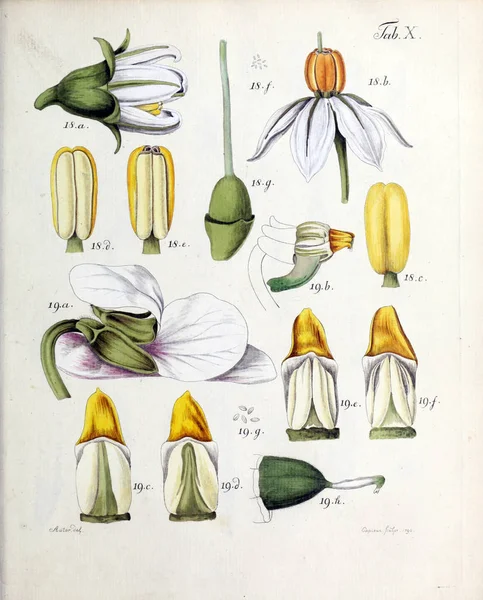 Illustrazione Fiori Analisi Florum Diversis Plantarum Generibus 1790 — Foto Stock