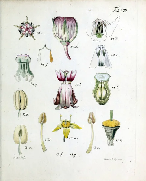 Kukkien Kuvitus Analysoi Florum Diversis Plantarum Generibus 1790 — kuvapankkivalokuva
