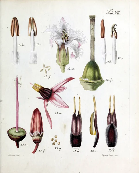 Illustration Fleurs Analyses Florum Diversis Plantarum Generibus 1790 — Photo
