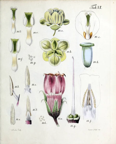 Illustrazione Fiori Analisi Florum Diversis Plantarum Generibus 1790 — Foto Stock