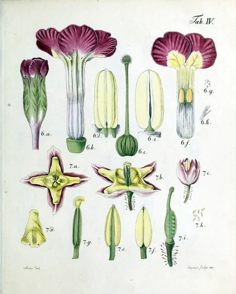 Иллюстрация Цветов Analyses Florum Diversis Plantarum Generibus 1790 — стоковое фото