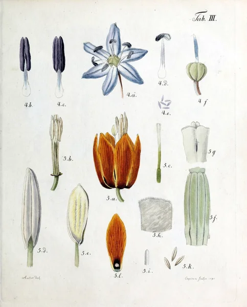 Illustration Blommor Analyser Florum Diversis Plantarum Generibus 1790 — Stockfoto