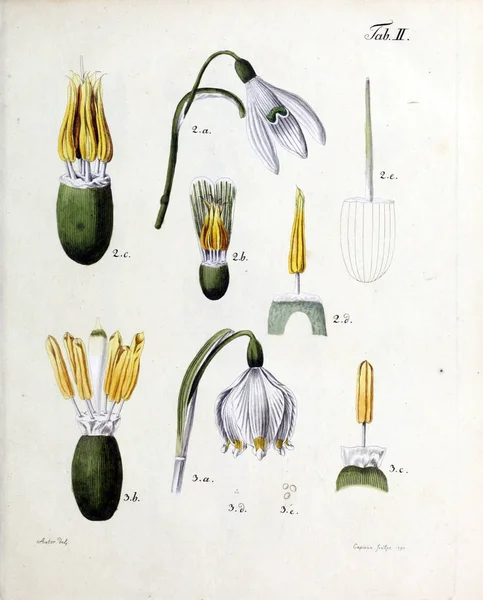 Illustration Blommor Analyser Florum Diversis Plantarum Generibus 1790 — Stockfoto