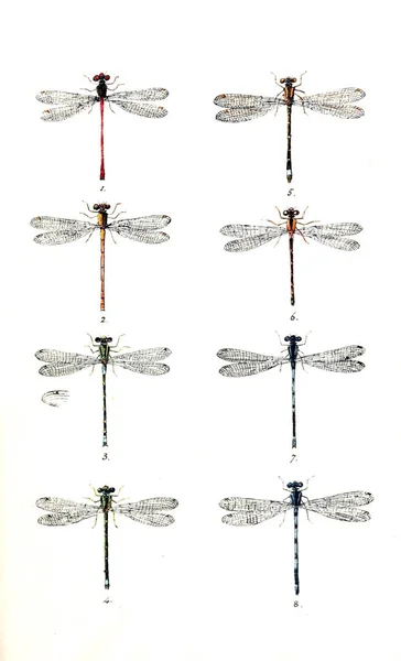 Illusztráció Egy Szitakötő Brit Libellulinae Vagy Sárkány Repül 1845 — Stock Fotó