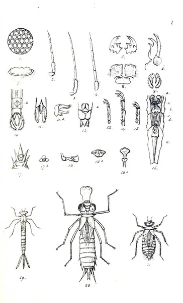 Εικονογράφηση Λιβελούλα Βρετανοί Libellulinae Δράκος Μύγες 1845 — Φωτογραφία Αρχείου
