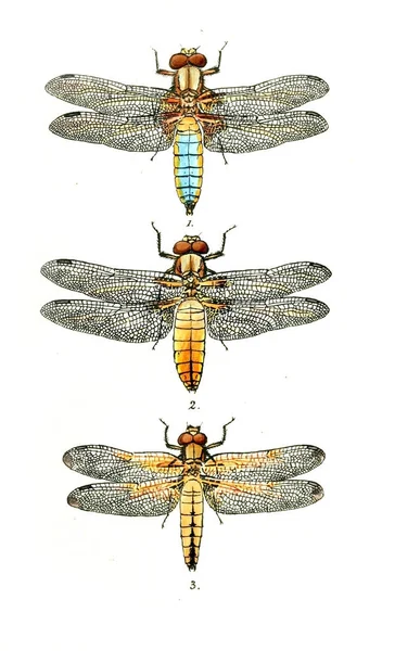 Ilustração Uma Libélula Libellulinae Britânico Dragão Voa 1845 — Fotografia de Stock