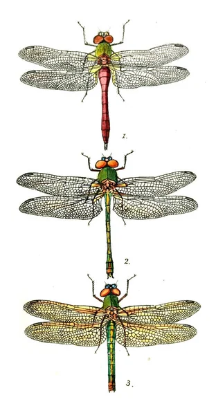 Illustration Une Libellule Libulinae Anglais Dragon Flies 1845 — Photo