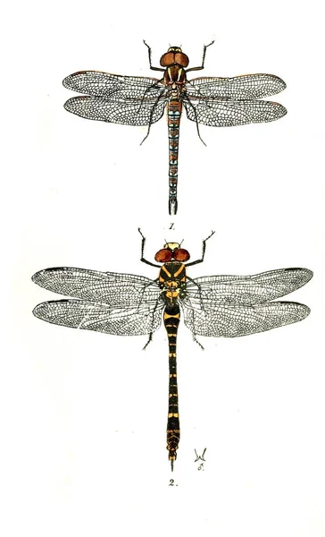 Illustration Une Libellule Libulinae Anglais Dragon Flies 1845 — Photo