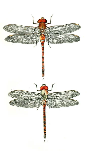 Illusztráció Egy Szitakötő Brit Libellulinae Vagy Sárkány Repül 1845 — Stock Fotó