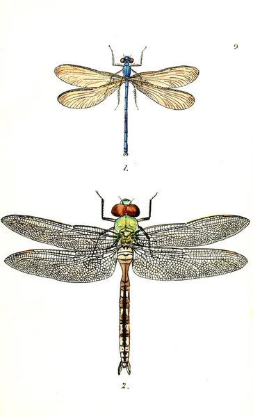 Bir Yusufçuk Illustration Ngiliz Libellulinae Veya Dragon 1845 Uçar — Stok fotoğraf