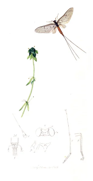 Ábra Rovarok Növények Brit Rovartan 1823 1840 — Stock Fotó
