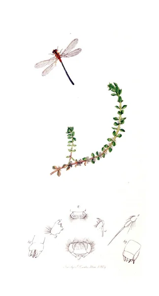 Illustration Von Insekten Und Pflanzen Britische Entomologie 1823 1840 — Stockfoto