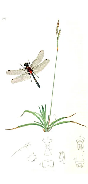 Иллюстрация Насекомых Растений Британская Энтомология 1823 1840 — стоковое фото