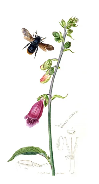 Ilustración Insectos Plantas Entomología Británica 1823 1840 — Foto de Stock