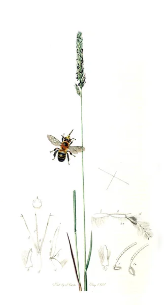 Ilustracja Owady Rośliny Brytyjski Entomologii 1823 1840 — Zdjęcie stockowe