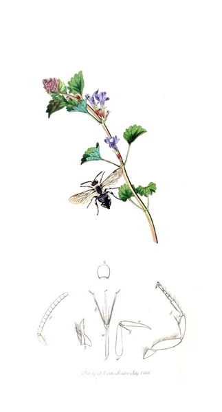 昆虫や植物のイラストです イギリスの昆虫 1823 1840 — ストック写真