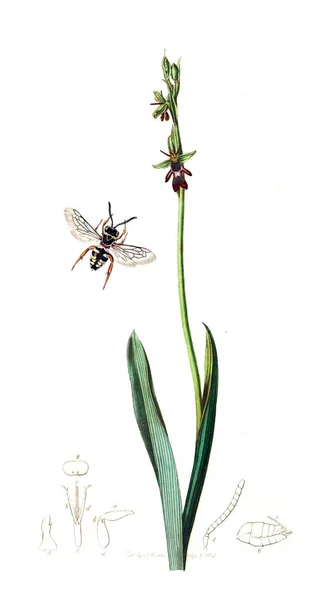 Ilustração Insetos Plantas Entomologia Britânica 1823 1840 — Fotografia de Stock