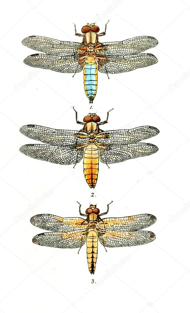 Illustration of a dragonfly. British libellulinae, or, Dragon flies 1845