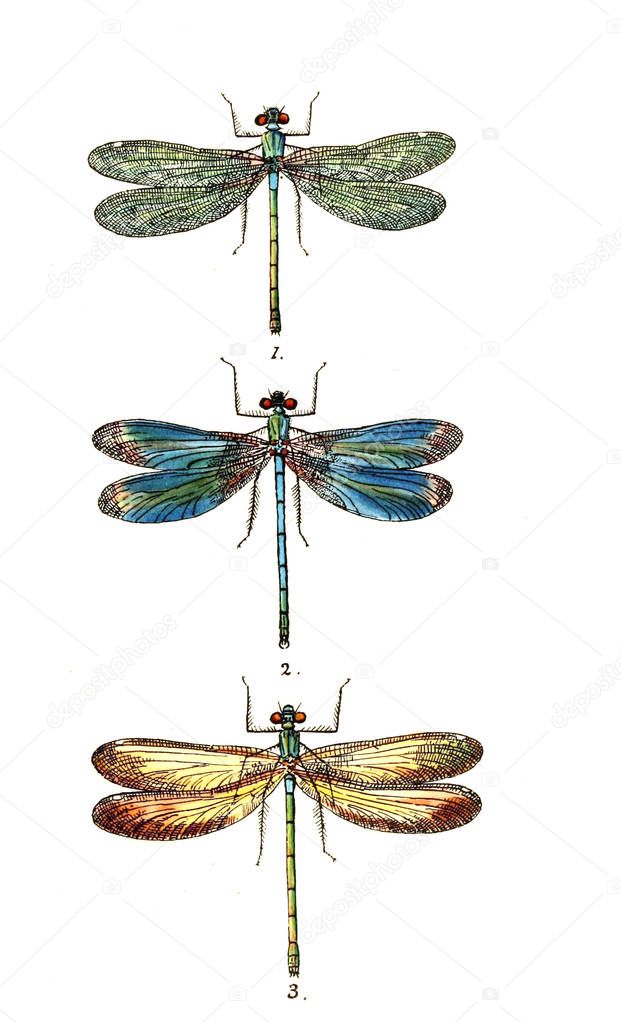 Illustration of a dragonfly. British libellulinae, or, Dragon flies 1845