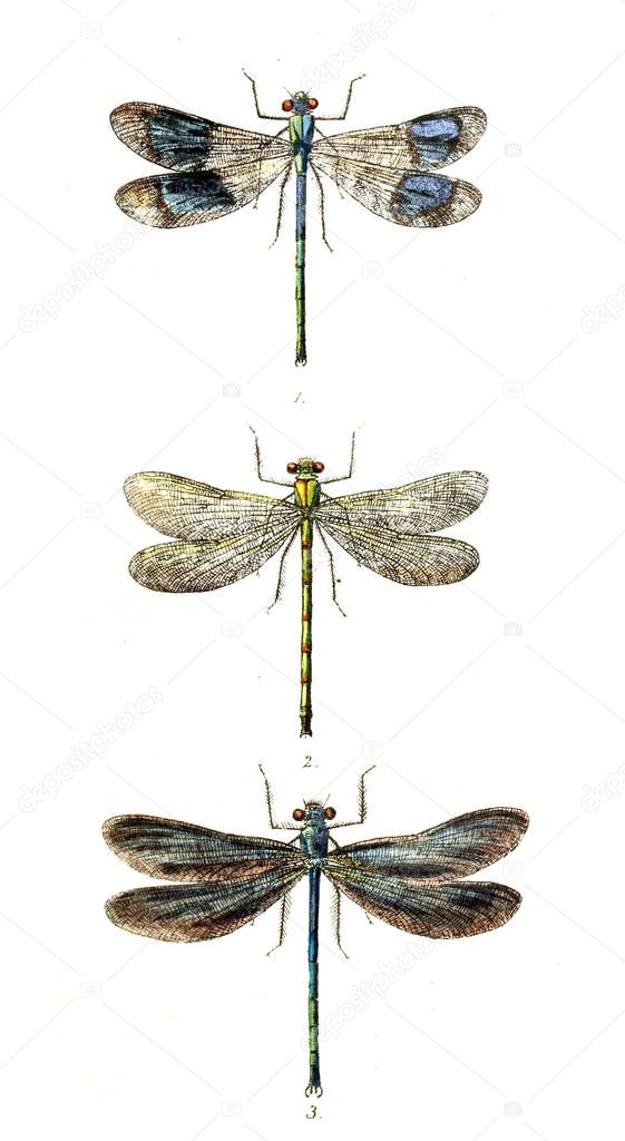 Illustration of a dragonfly. British libellulinae, or, Dragon flies 1845