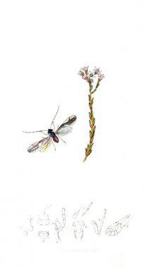 Böcek ve bitkiler Illustration. İngiliz Entomoloji. 1823-1840