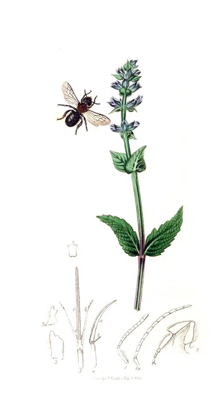 Ilustração Insetos Plantas Entomologia Britânica 1823 1840 — Fotografia de Stock