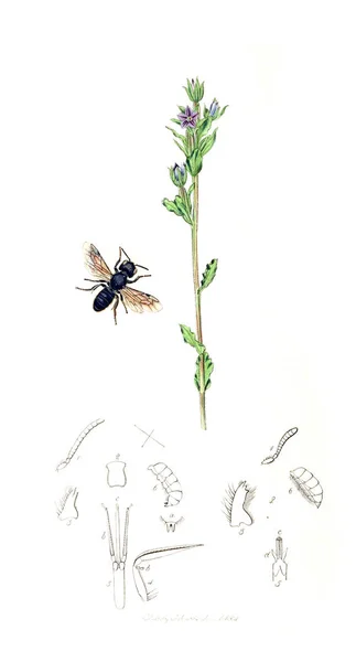 Ilustración Insectos Plantas Entomología Británica 1823 1840 — Foto de Stock