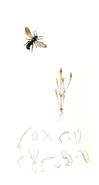 昆虫や植物のイラストです イギリスの昆虫 1823 1840 — ストック写真