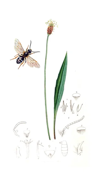 Ilustración Insectos Plantas Entomología Británica 1823 1840 — Foto de Stock