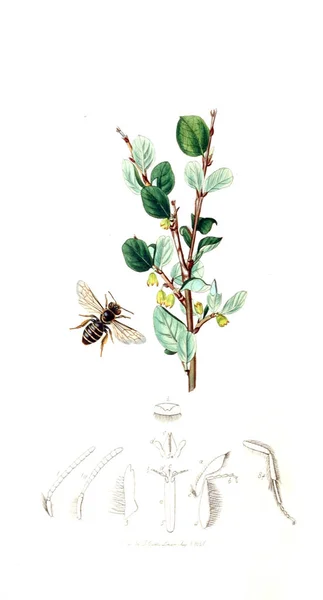 Ilustração Insetos Plantas Entomologia Britânica 1823 1840 — Fotografia de Stock