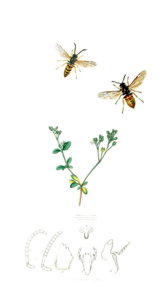 Illustration Insekter Och Växter Brittiska Entomologi 1823 1840 — Stockfoto