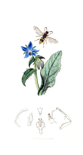 Ilustracja Owady Rośliny Brytyjski Entomologii 1823 1840 — Zdjęcie stockowe