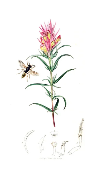 Illustrazione Insetti Piante Entomologia Britannica 1823 1840 — Foto Stock