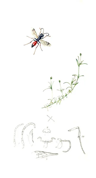 Ilustración Insectos Plantas Entomología Británica 1823 1840 —  Fotos de Stock