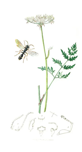 Illustrazione Insetti Piante Entomologia Britannica 1823 1840 — Foto Stock