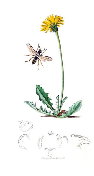 Ilustración Insectos Plantas Entomología Británica 1823 1840 —  Fotos de Stock