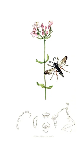 Ilustración Insectos Plantas Entomología Británica 1823 1840 — Foto de Stock